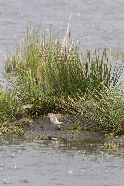 Common Sandpiper (Actitis hypoleucos) — Stock Photo, Image