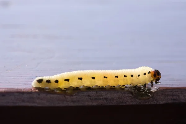 Caterpillar crawling on table — Stock Photo, Image