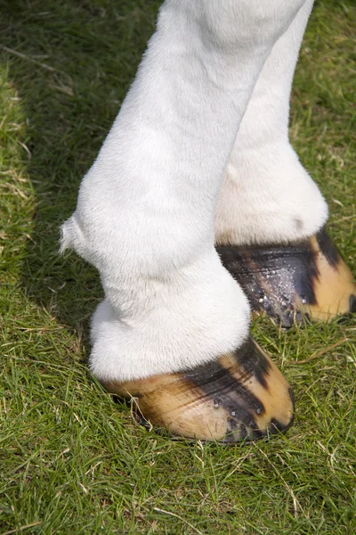 Patas de caballo de cerca — Foto de Stock