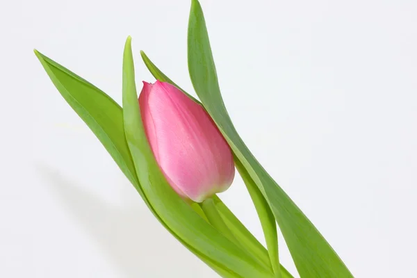 Růžová Tulipán — Stock fotografie