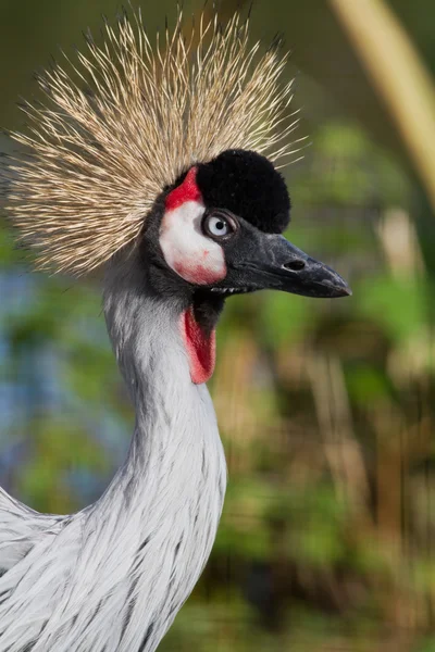 Africké jeřáb — Stock fotografie