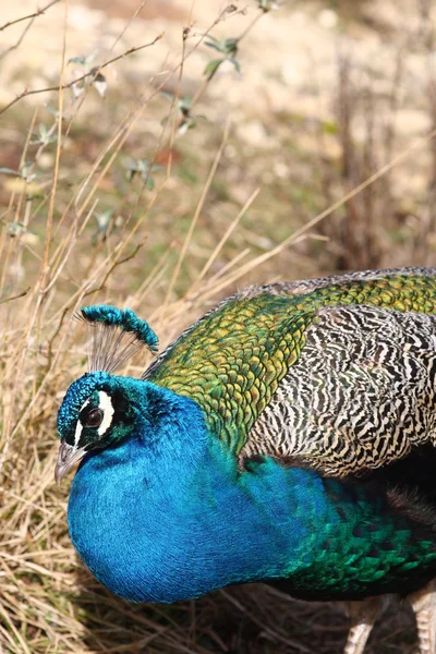 Blue peacock — Stock Photo, Image