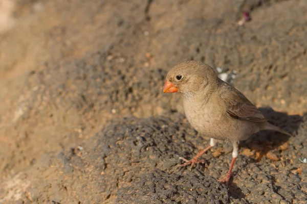 Trompetçi finch — Stok fotoğraf