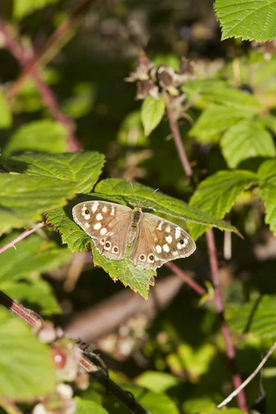 Speckled wood butterfly — Stock Photo, Image