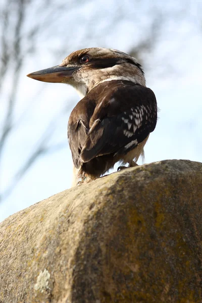 Australischer Kookaburra — Stockfoto