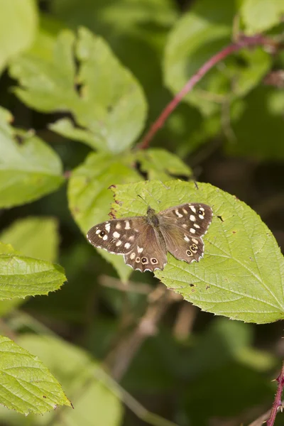 Speckled wood butterfly — Stock Photo, Image