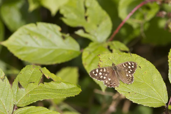 Speckled wood butterfly — Stock Photo, Image