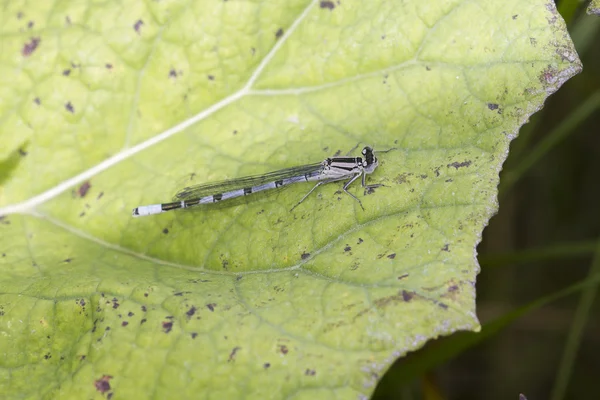 Damselfly σε χόρτο — Φωτογραφία Αρχείου