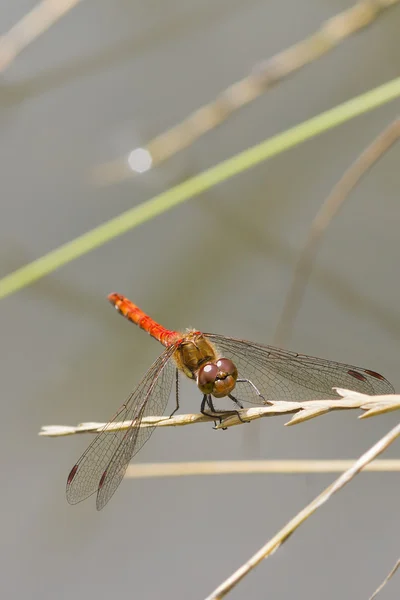 红润的镖蜻蜓 — 图库照片