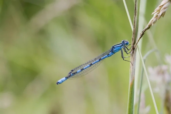 Blue Damselfly — Stock Photo, Image