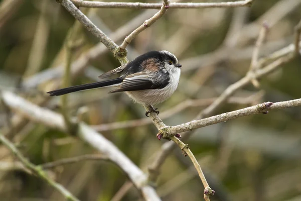 Długo tailed tit — Zdjęcie stockowe