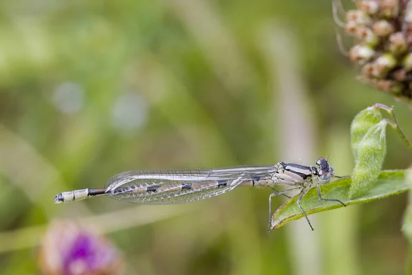 Damselfly en la hierba — Foto de Stock