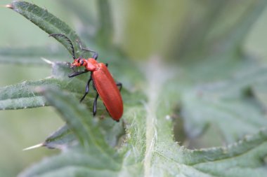 böceği (rhagonycha fulva)