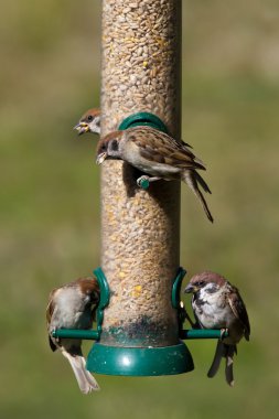 ağaç serçe (passer montanus)