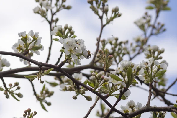 Päron blossom — Stockfoto