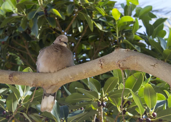 Collared duva — Stockfoto