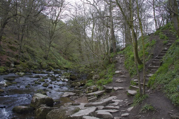 Caminho da floresta — Fotografia de Stock