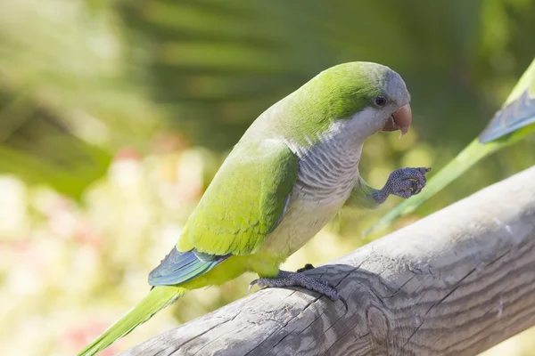 修道士のインコ — ストック写真