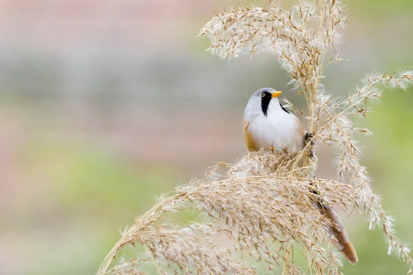 Bearded Tit — Stock Photo, Image