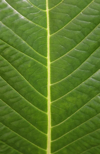 Hoja verde —  Fotos de Stock