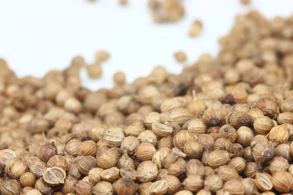 Coriander Seeds — Stock Photo, Image