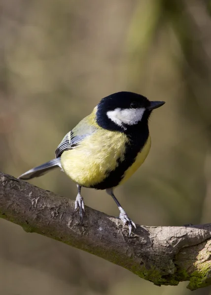 Велика цицька ( Parus Major ) — стокове фото