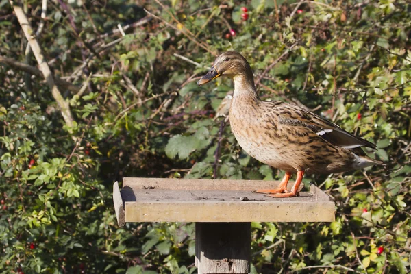 Duck on a bird table — Stock Photo, Image