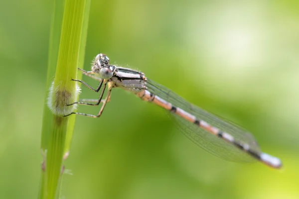 Demoiselle reposant sur une herbe — Photo