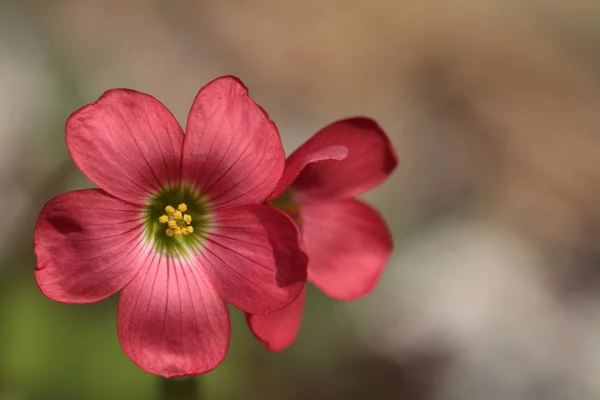 Red Flower — Stock Photo, Image