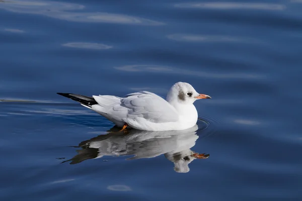 Gaviota de cabeza negra — Foto de Stock