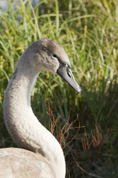 Cisne mudo — Fotografia de Stock