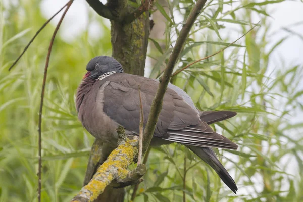 Pombo-de-madeira (Columba palumbu ) — Fotografia de Stock