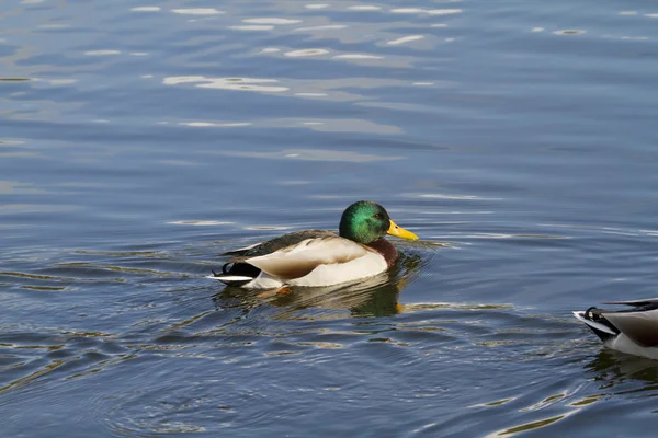 Patos nadando no lago — Fotografia de Stock