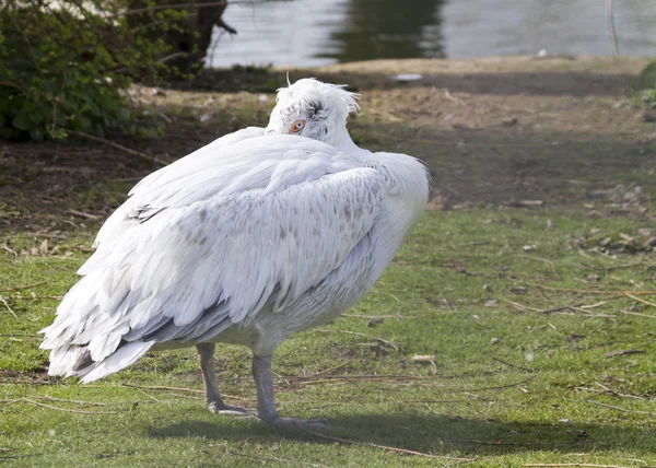 White Pelican — Stock Photo, Image