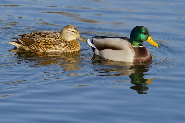 Ankor som simmar på sjön — Stockfoto