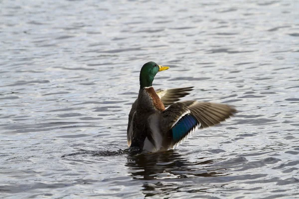 Pato de Mallard —  Fotos de Stock