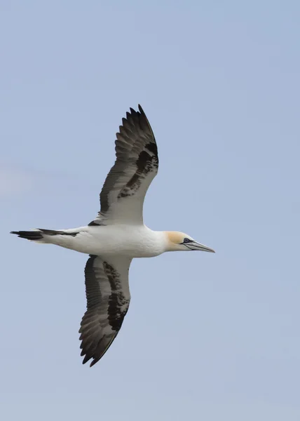 Genten tijdens de vlucht — Stockfoto