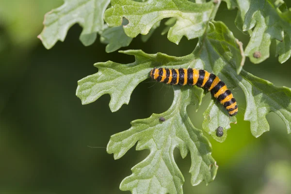 Cinnabar caterpillar — Stock Photo, Image