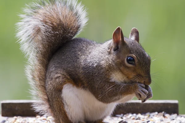 Squirrel feeding on table — Stock Photo, Image