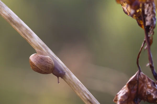 Caracol de jardín — Foto de Stock