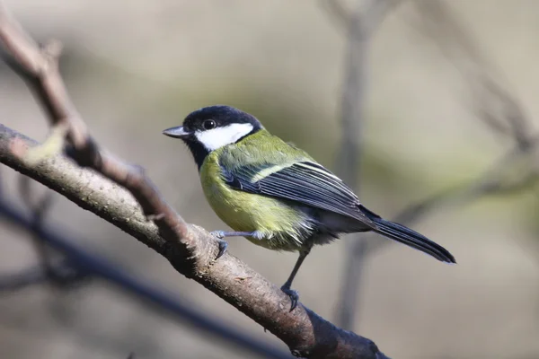 Büyük baştankara (parus büyük) — Stok fotoğraf