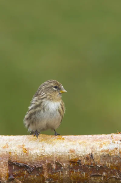 Sijs op tak — Stockfoto