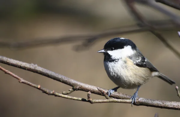 Długo tailed tit — Zdjęcie stockowe