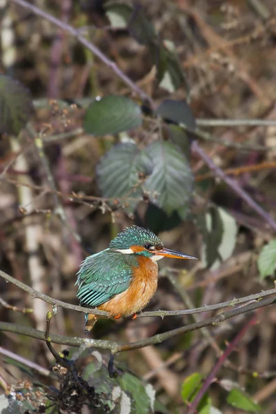 Kingfisher (Alcedo àceci) — Photo