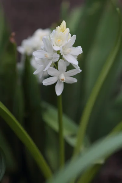 Vita asterisk blomma — Stockfoto