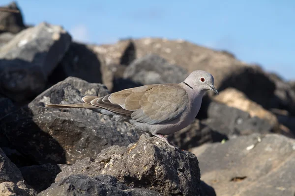 Collared Dove — Stock Photo, Image