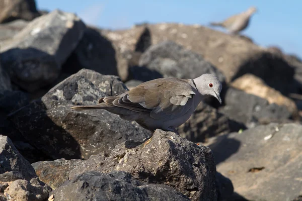 Collared Dove — Stock Photo, Image