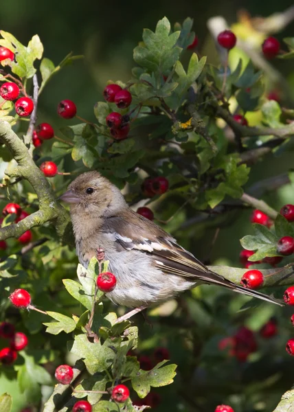 Чаффинч (Fringilla coelebs) ) — стоковое фото