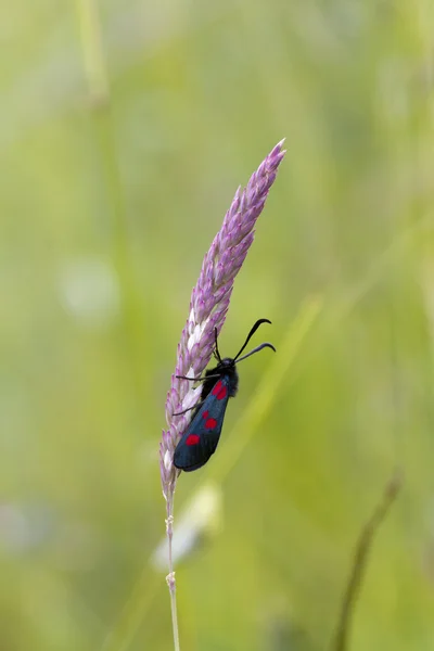 Beş nokta burnet — Stok fotoğraf