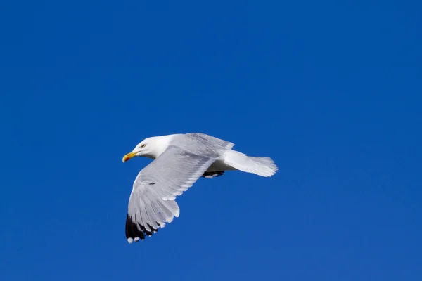 Gaivota arenque — Fotografia de Stock